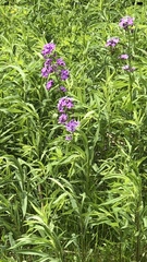 Hesperis matronalis
