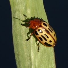 Chrysomela texana