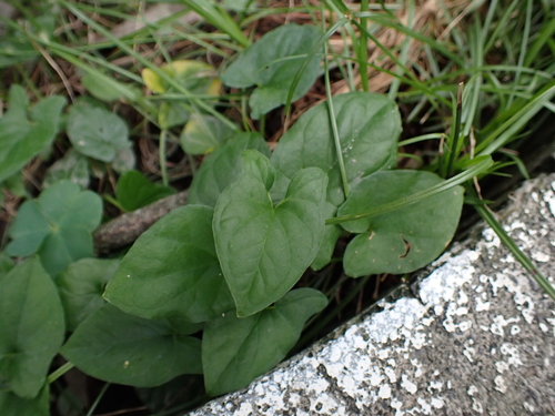 Typhonium blumei observed 2026-10-26