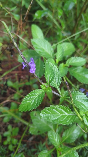Stachytarpheta jamaicensis observed 2026-10-26