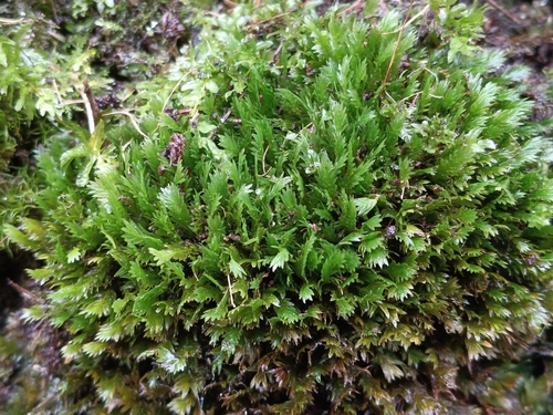 Fissidens dubius observed 2026-10-23
