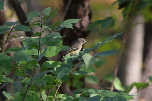 Ruby-crowned Kinglet