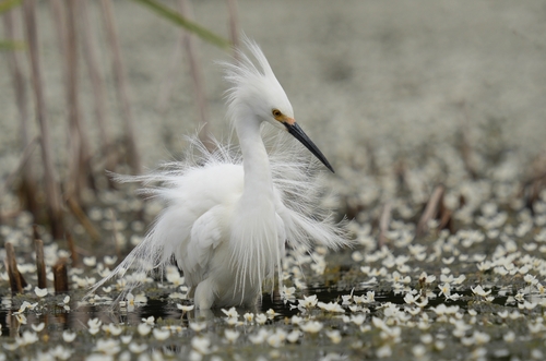 Garza blanca chica