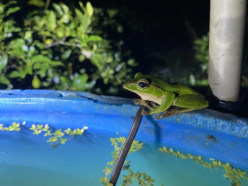 Rhacophorus observed 2026-10-26