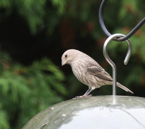 House Finch