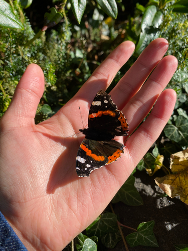 Red Admiral