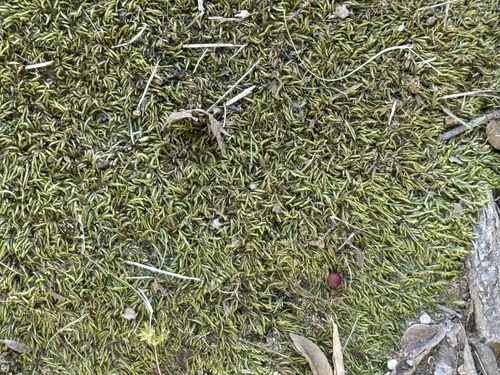 Entodon seductrix observed 2026-10-26