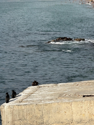 Cormoran vigua