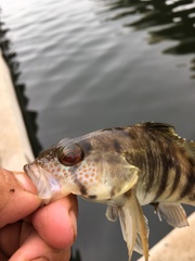 Paralabrax nebulifer