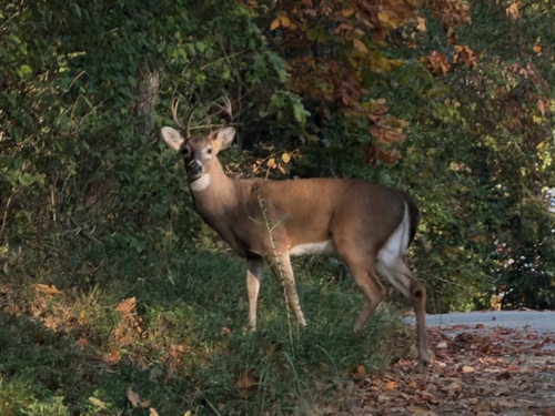 White-tailed Deer