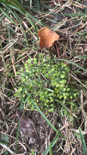 Lepidium virginicum observed 2026-10-26
