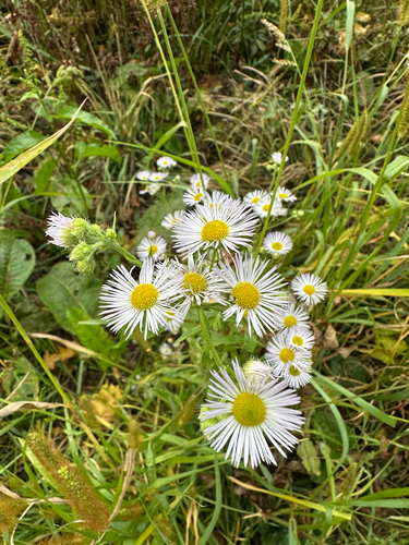 Erigeron annuus observed 2026-10-26
