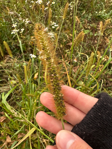 Setaria pumila observed 2026-10-26