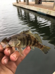 Paralabrax nebulifer