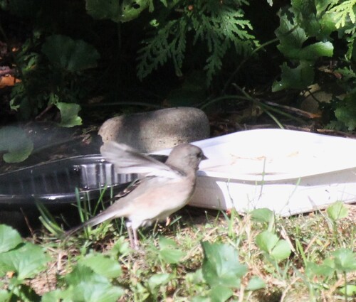 Dark-eyed Junco