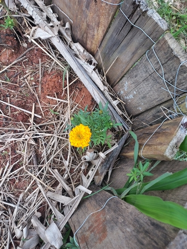Tagetes erecta observed 2026-10-26