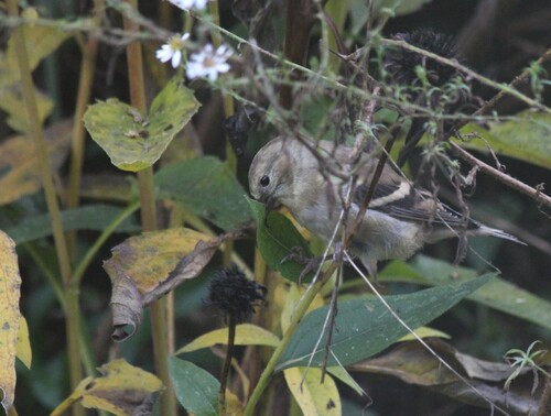 American Goldfinch
