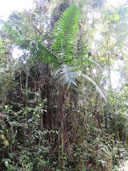 Chamaedorea linearis