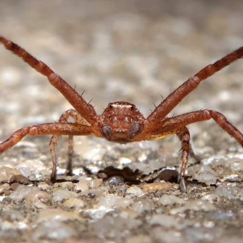 Ground Crab Spiders