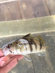 Paralabrax nebulifer