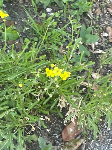 Perennial Wall-rocket