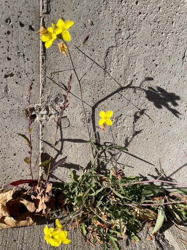 Roquette Jaune