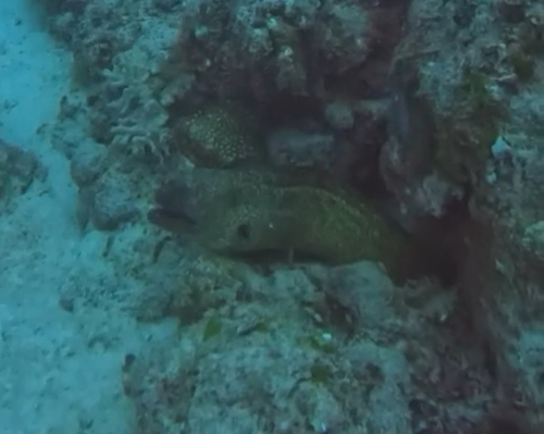 Gymnothorax observed 2026-10-26