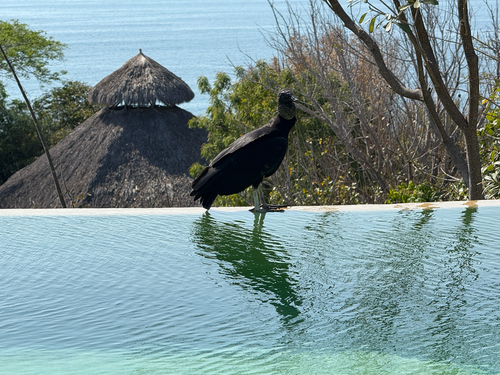 Black Vulture