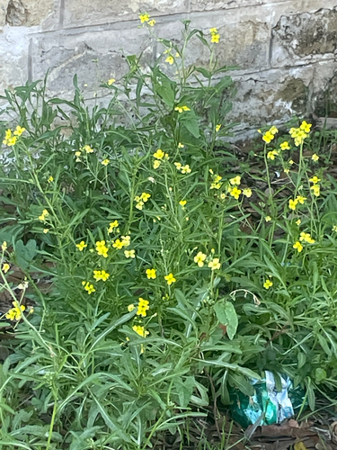 Perennial Wall-rocket