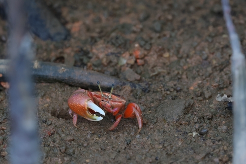 Tubuca arcuata observed 2026-10-26