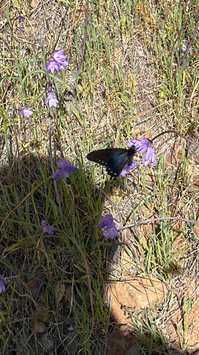 Pipevine Swallowtail