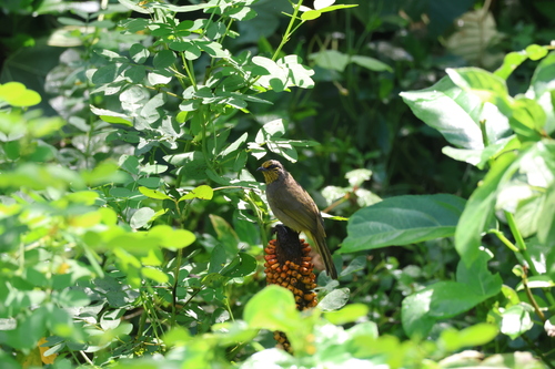 Pycnonotus finlaysoni, 2026-10-22