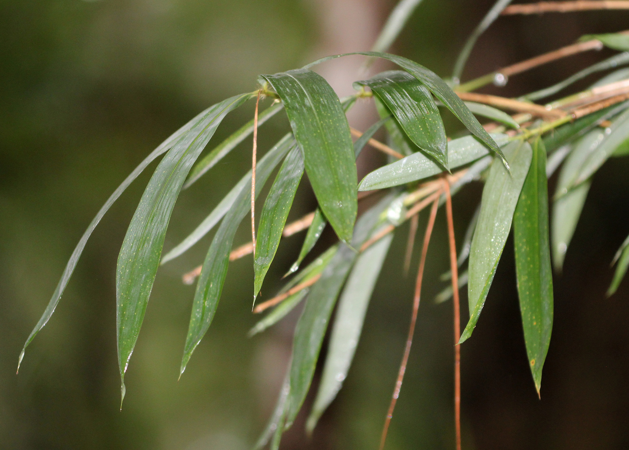 Arundinaria
