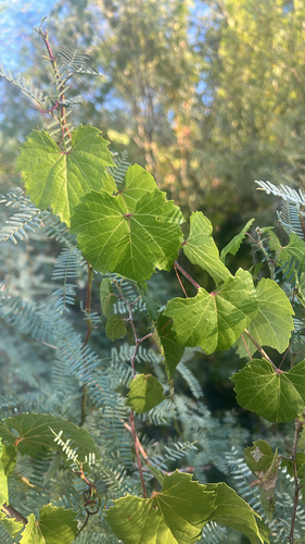 canyon wild grape