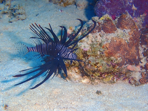 Pterois observed 2026-10-26