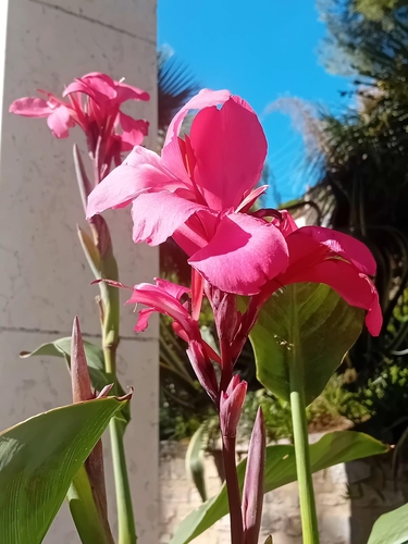 Canna indica observed 2026-10-26
