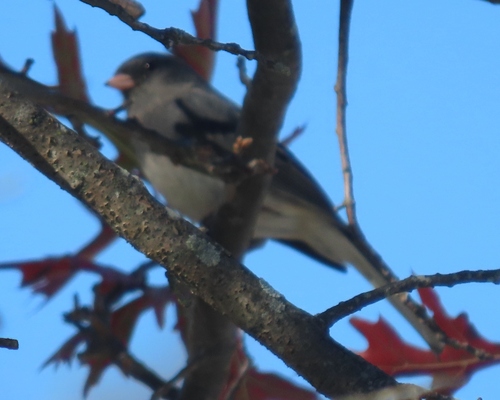 Dark-eyed Junco