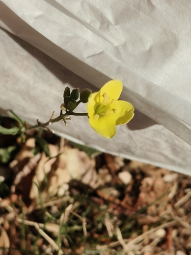 Perennial Wall-rocket