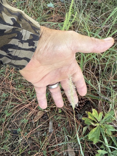 Bothriochloa saccharoides, 2026-10-26
