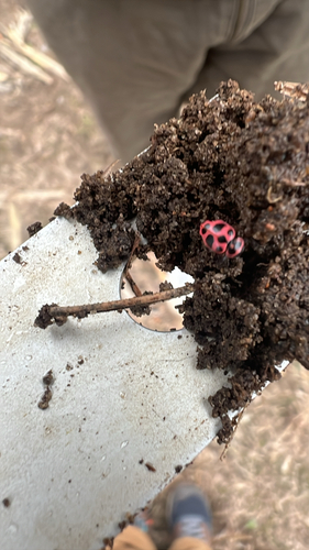 Spotted Pink Lady Beetle