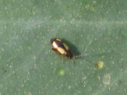 Phyllotreta