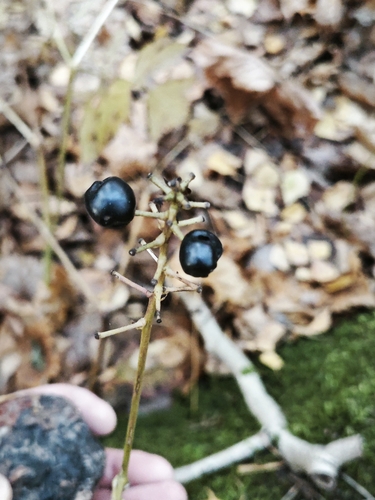 Actaea observed 2026-10-26