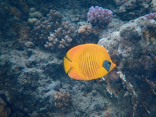 Chaetodon semilarvatus observed 2026-10-26