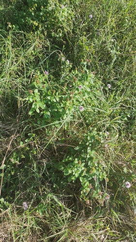 Mentha aquatica observed 2026-10-26