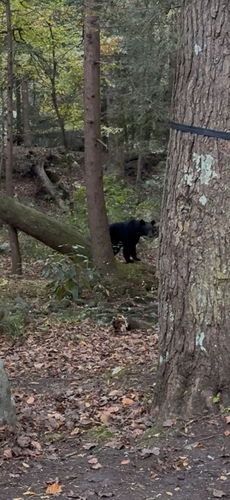 American Black Bear