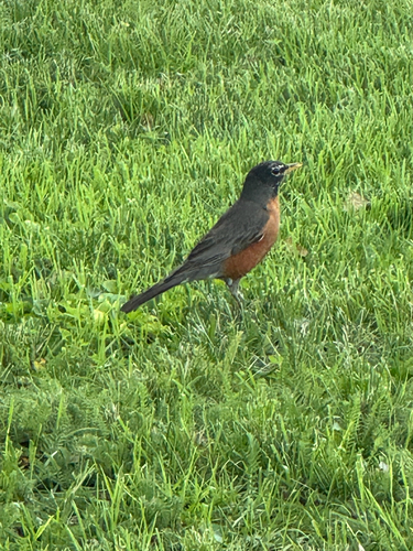 American Robin