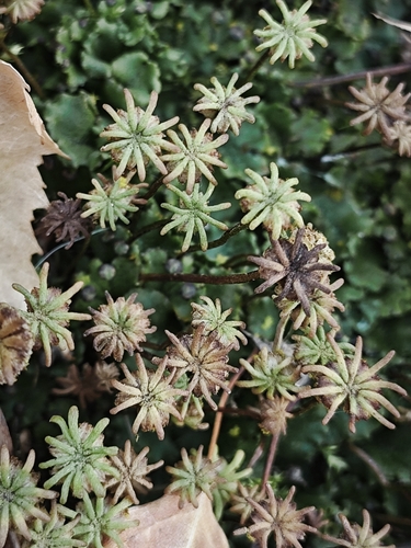 Marchantia observed 2026-10-26