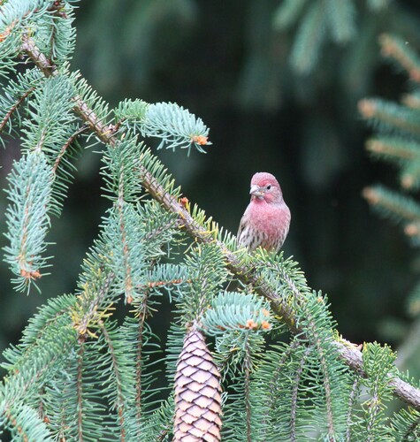 House Finch