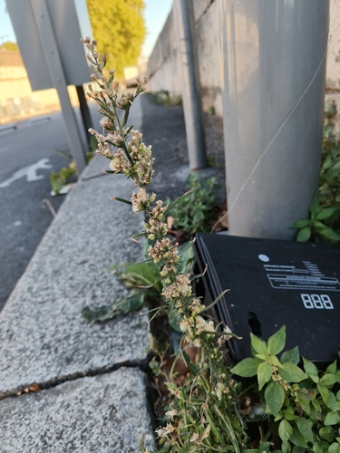 horseweed