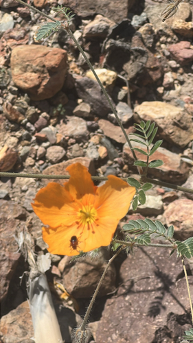 Arizona poppy